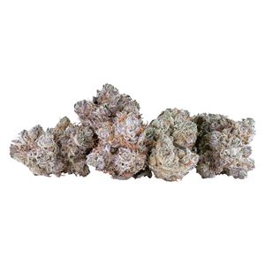 Tribal - NEON SUNSHINE (14g)